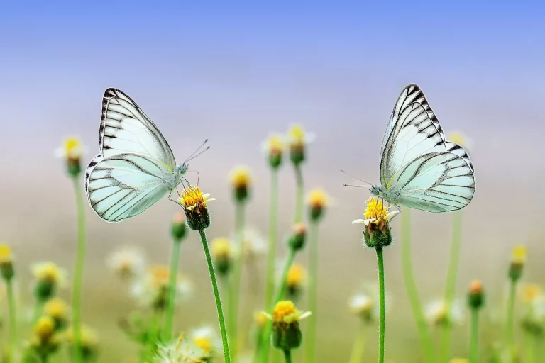 butterflies