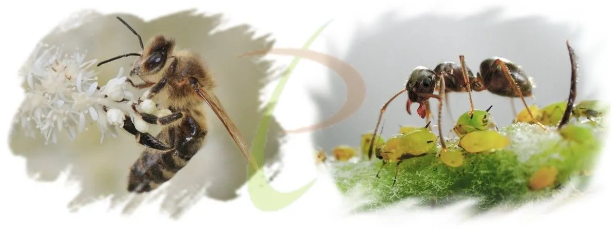 symbiotismes
